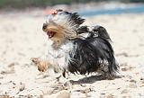 YORKSHIRE TERRIER 148